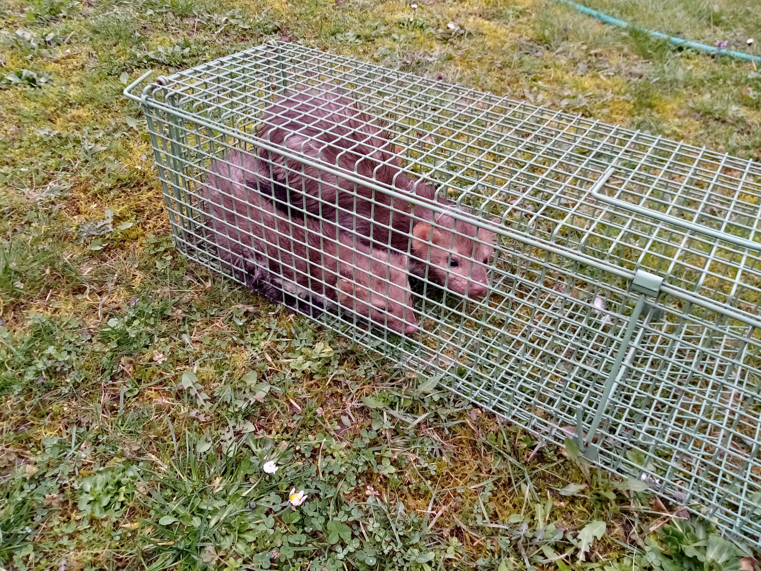 ŽIVOLOVKA ZA KUNE   101 x 22 x 21 cm,  model 5400